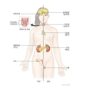 내분비계 : "인체 호르몬의 집합체"