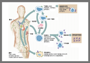 면역계: "우리 몸을 지키는 최전선"